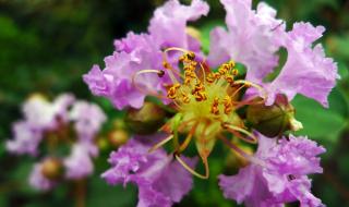 痒痒树是什么植物 痒痒树是什么植物