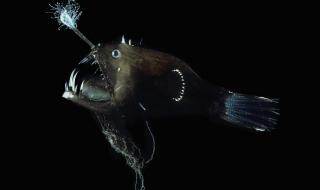 小鲨鱼怎么养啊教下 小鲨鱼怎么养好看