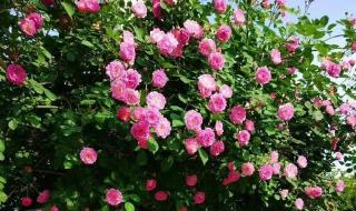 江湖不说再见的经典句 余生不再见