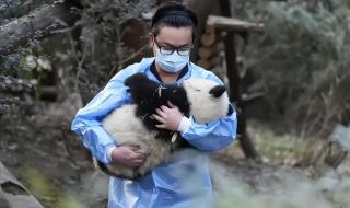 熊猫长大后会攻击饲养员吗 饲养员遭大熊猫撕咬