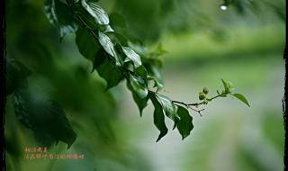 下雨的时候会想你