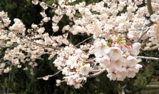 武汉大学樱花有多少株 武汉大学樱花盛放